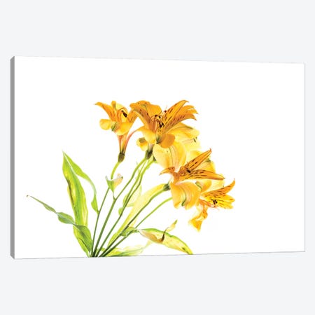 Close-up of Peruvian lily flowers Canvas Print #PIM15441} by Panoramic Images Canvas Art