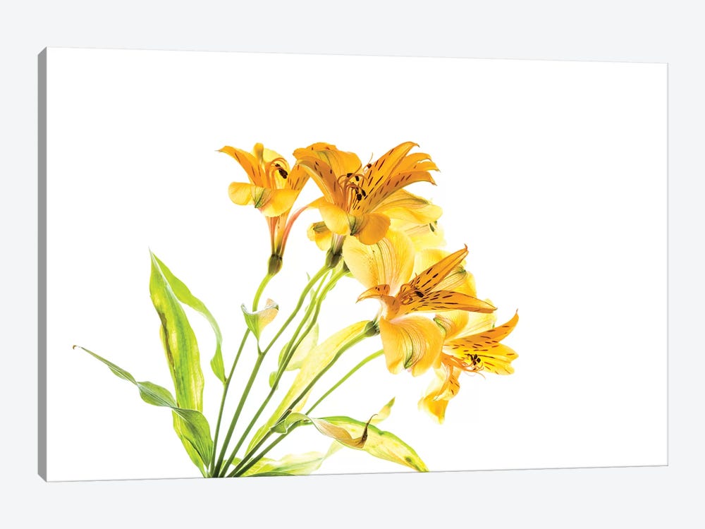 Close-up of Peruvian lily flowers by Panoramic Images 1-piece Canvas Art
