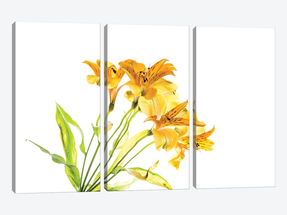 Close-up of Peruvian lily flowers by Panoramic Images 3-piece Canvas Art