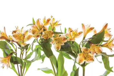 Close-up of Peruvian lily flowers by Panoramic Images multi panel art