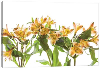 Close-up of Peruvian lily flowers Canvas Art Print - Lily Art