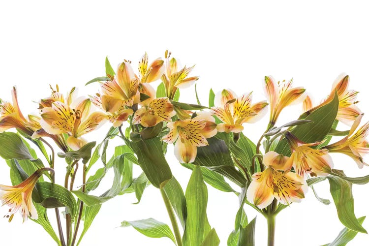 Close-up of Peruvian lily flowers