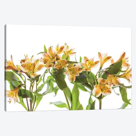 Close-up of Peruvian lily flowers Canvas Print #PIM15442} by Panoramic Images Canvas Artwork