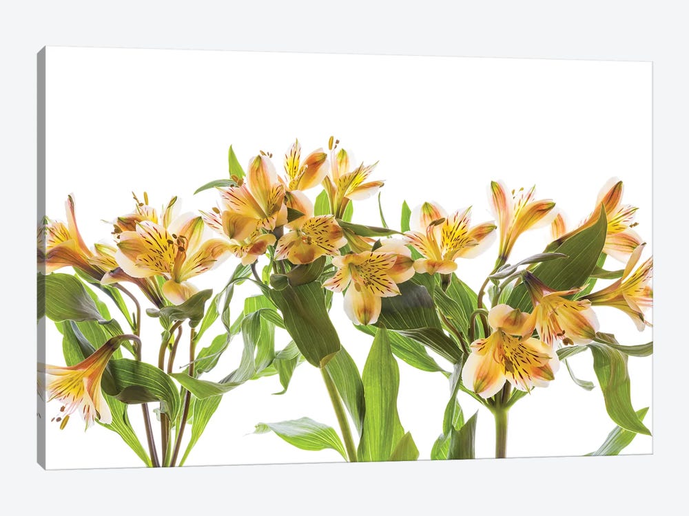Close-up of Peruvian lily flowers by Panoramic Images 1-piece Canvas Print