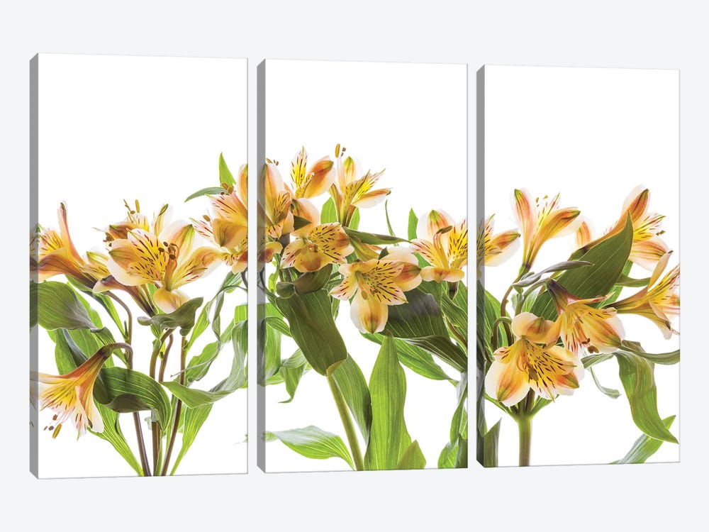 Close-up of Peruvian lily flowers by Panoramic Images 3-piece Canvas Art Print