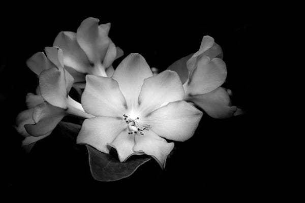 Still Life Photography: Close-up of Rhododendron flowers, California, USA by Panoramic Images