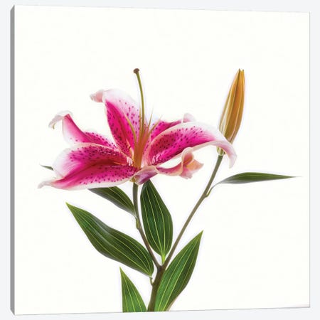 Close-up of Stargazer Lily against white background Canvas Print #PIM15445} by Panoramic Images Canvas Print
