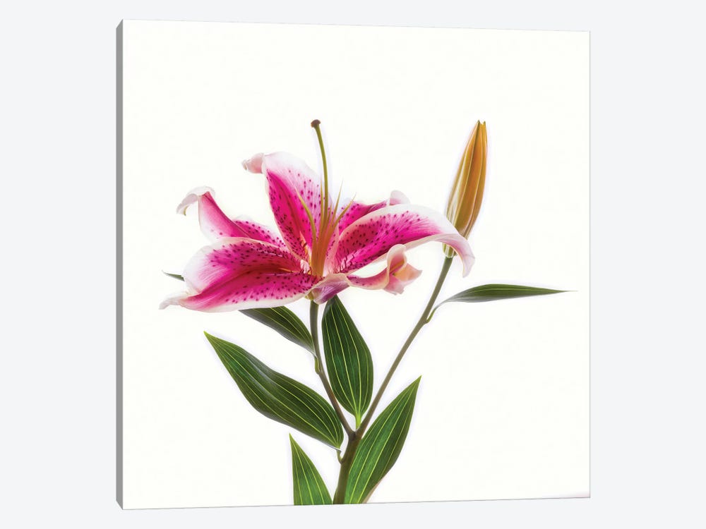 Close-up of Stargazer Lily against white background by Panoramic Images 1-piece Canvas Artwork