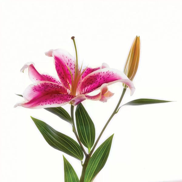 Still Life Photography: Close-up of Stargazer Lily against white background by Panoramic Images