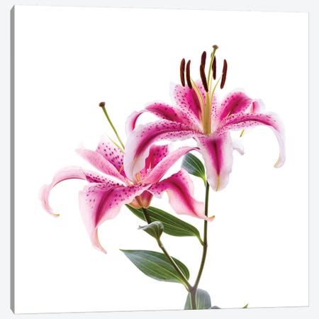 Close-up of Stargazer Lily against white background Canvas Print #PIM15446} by Panoramic Images Canvas Print