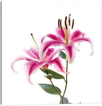 Close-up of Stargazer Lily against white background Canvas Art Print - Lily Art
