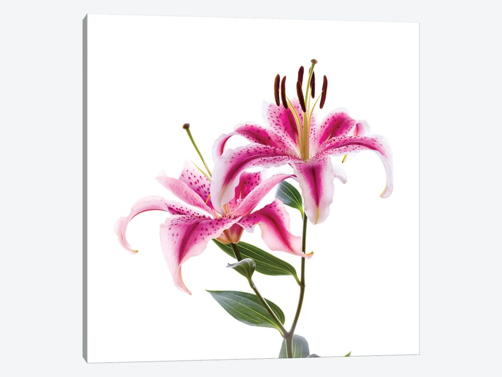 Close-up of Stargazer Lily against white background by Panoramic Images 1-piece Art Print