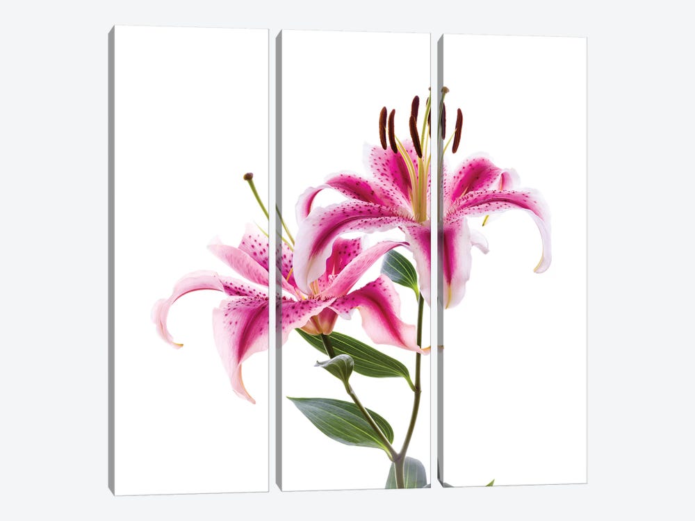 Close-up of Stargazer Lily against white background by Panoramic Images 3-piece Art Print