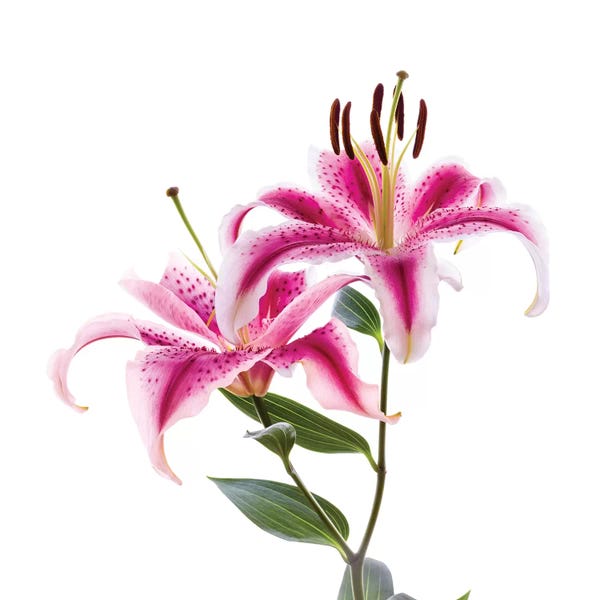 Still Life Photography: Close-up of Stargazer Lily against white background by Panoramic Images