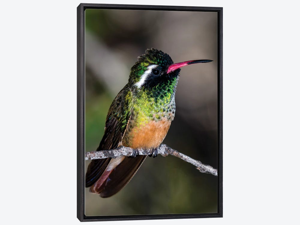 Hummingbird - 30x40cm (12x16in) / Square