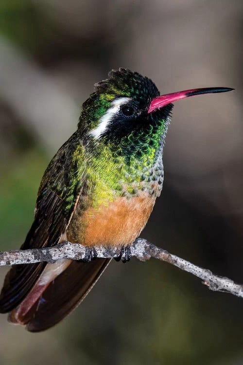 Close-up of Xantus's hummingbird , Baja California Sur, Mexico