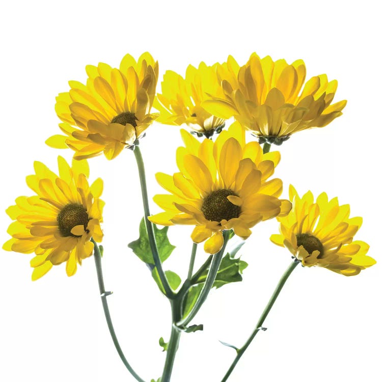 Close-up of yellow mums flowers against white background