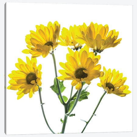 Close-up of yellow mums flowers against white background Canvas Print #PIM15449} by Panoramic Images Canvas Wall Art