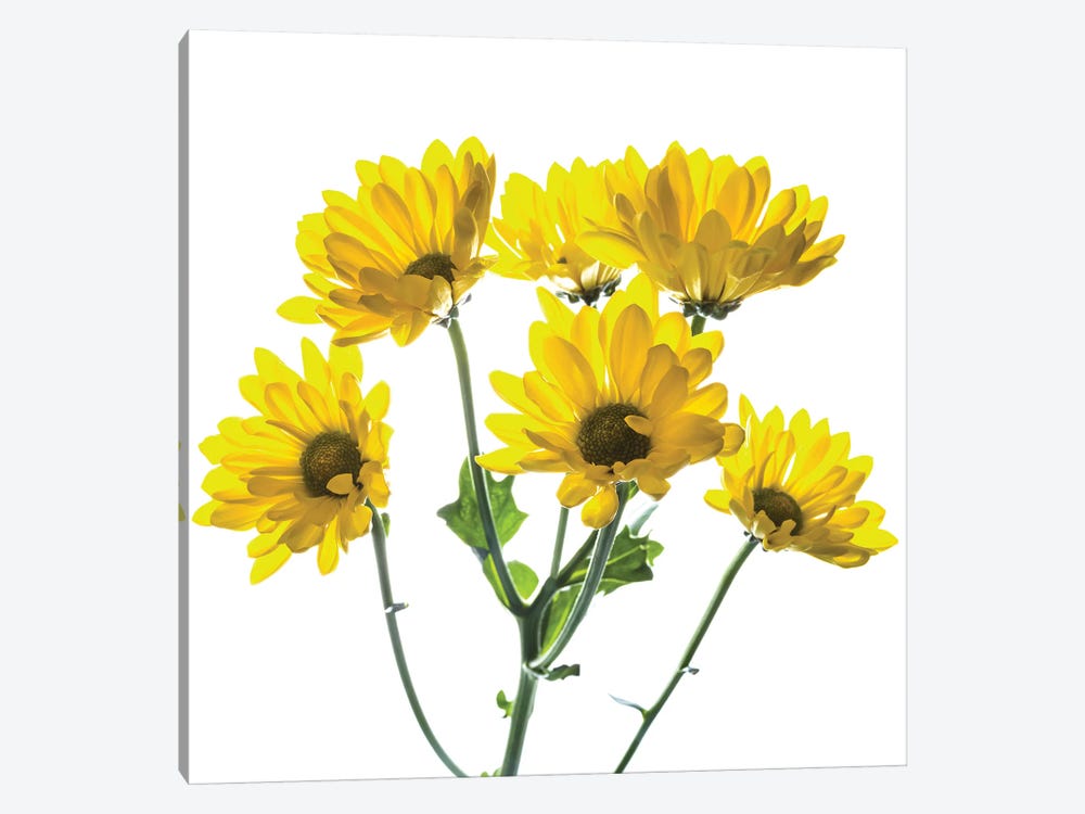 Close-up of yellow mums flowers against white background by Panoramic Images 1-piece Canvas Wall Art