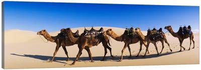 Camels walking in the desert Canvas Art Print - Desert Landscape Photography