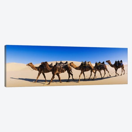 Camels walking in the desert Canvas Print #PIM1544} by Panoramic Images Canvas Art Print