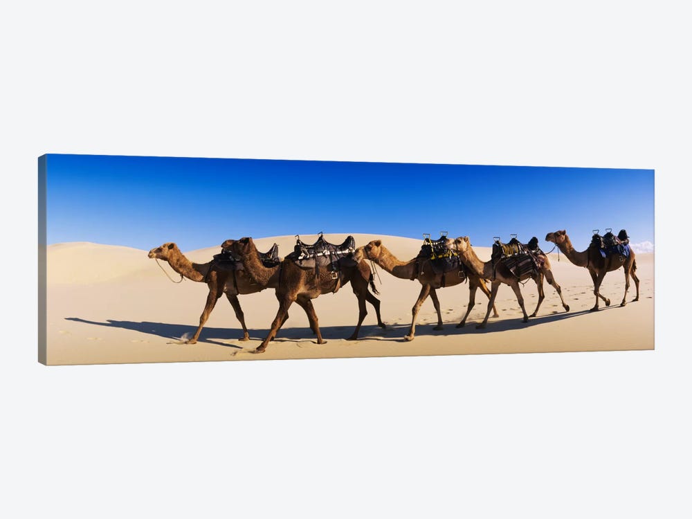 Camels walking in the desert by Panoramic Images 1-piece Canvas Art