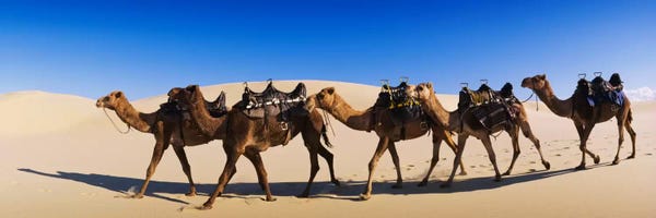 Camels: Camels walking in the desert by Panoramic Images