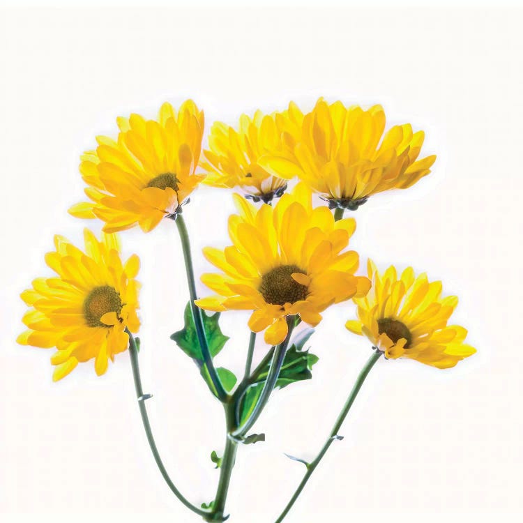 Close-up of yellow mums flowers against white background