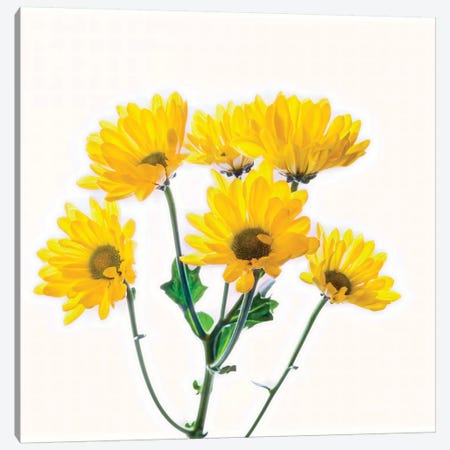 Close-up of yellow mums flowers against white background Canvas Print #PIM15450} by Panoramic Images Art Print
