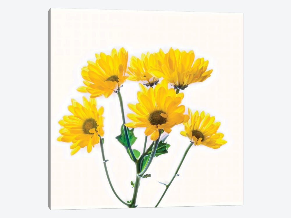 Close-up of yellow mums flowers against white background by Panoramic Images 1-piece Canvas Wall Art