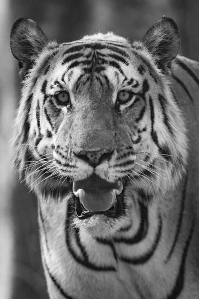 Close-up photo of bengal tiger , India by Panoramic Images framed wall art
