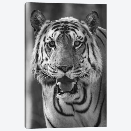 Close-up photo of bengal tiger , India Canvas Print #PIM15451} by Panoramic Images Art Print