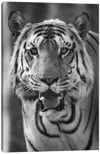Close-up photo of bengal tiger , India Canvas Art Print