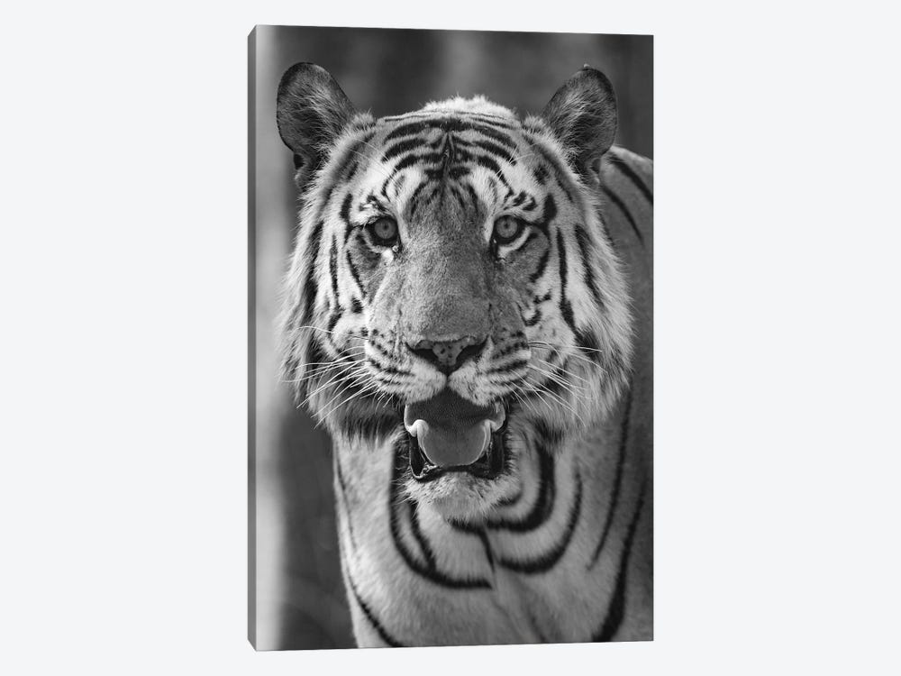 Close-up photo of bengal tiger , India 1-piece Art Print