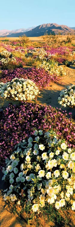 Clumps of flowers of Sand Verbena and Dune Primrose, Anza-Borrego Desert State Park, California, USA