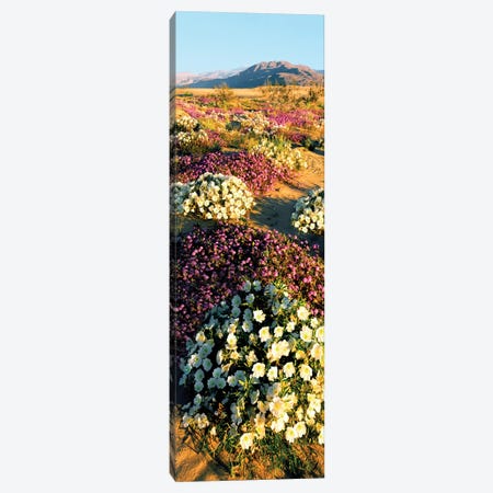 Clumps of flowers of Sand Verbena and Dune Primrose, Anza-Borrego Desert State Park, California, USA Canvas Print #PIM15457} by Panoramic Images Canvas Artwork