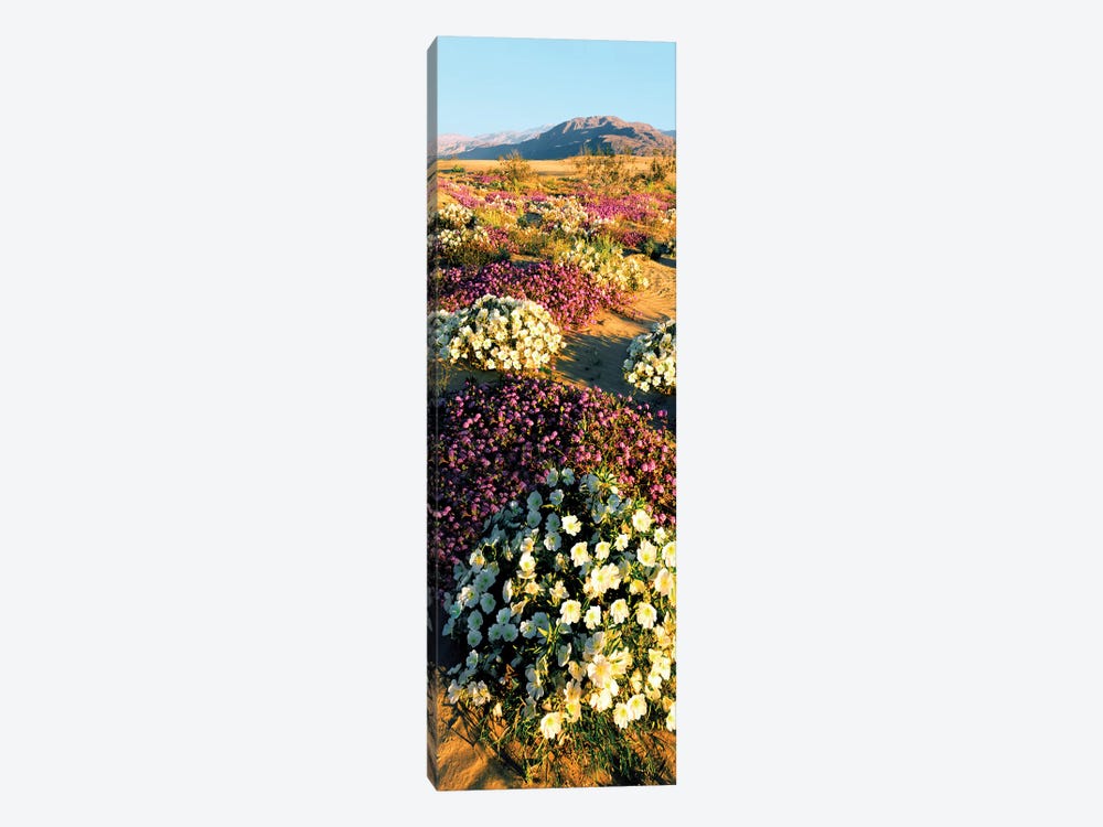 Clumps of flowers of Sand Verbena and Dune Primrose, Anza-Borrego Desert State Park, California, USA by Panoramic Images 1-piece Canvas Print
