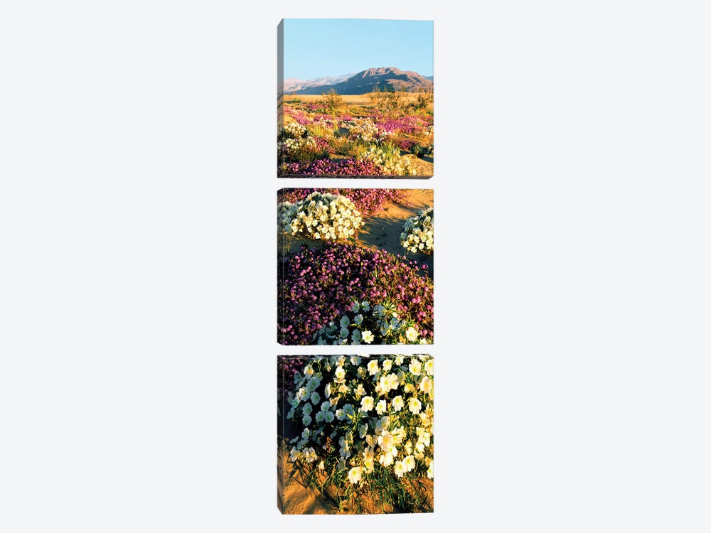 Clumps of flowers of Sand Verbena and Dune Primrose, Anza-Borrego Desert State Park, California, USA by Panoramic Images 3-piece Canvas Print