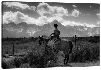 Cowboy on Cattle Drive Gather Angus/Hereford cross cows and calves, San Juan Mountains, Colorado Canvas Art Print - Colorado Art