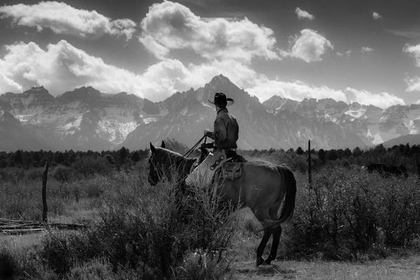 Colorado: Cowboy on Cattle Drive Gather Angus/Hereford cross cows and calves, San Juan Mountains, Colorado by Panoramic Images
