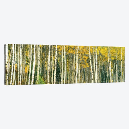 Dense of Aspen trees in a forest, Grand Teton National Park, Teton County, Wyoming, USA Canvas Print #PIM15462} by Panoramic Images Canvas Art