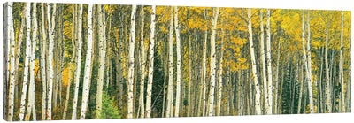 Dense of Aspen trees in a forest, Grand Teton National Park, Teton County, Wyoming, USA Canvas Art Print - Grand Teton National Park Art