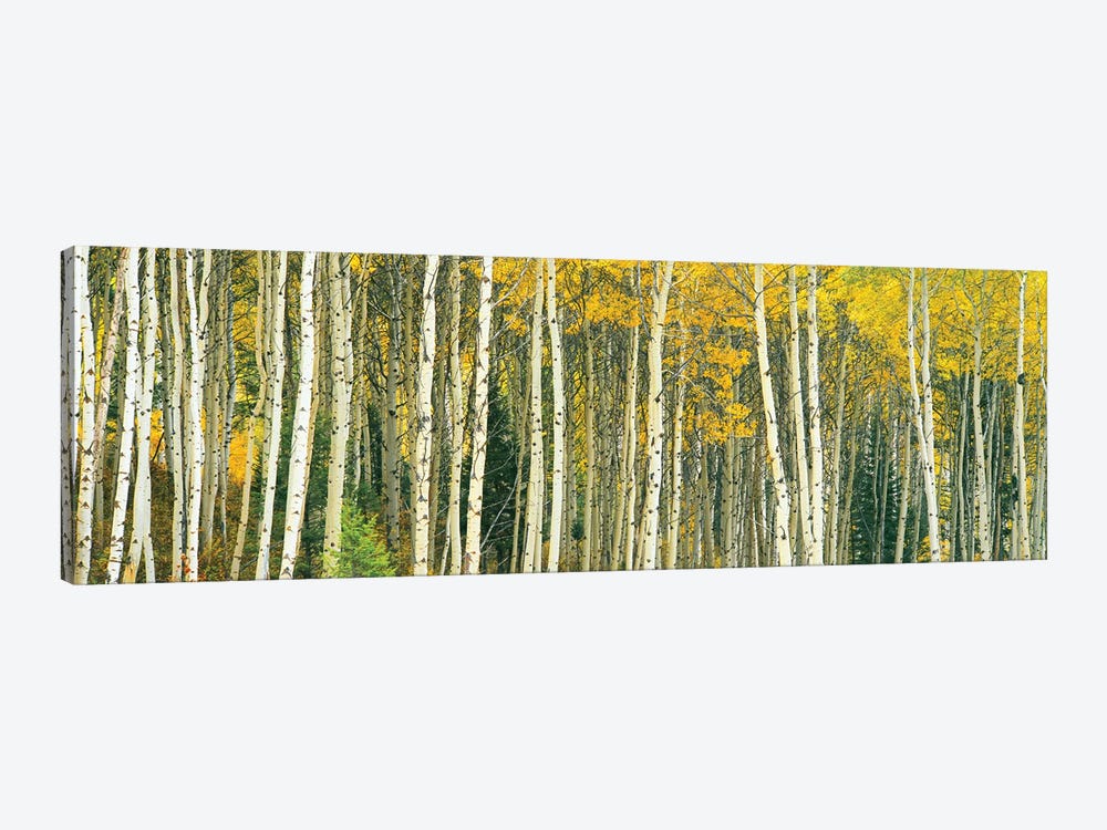Dense of Aspen trees in a forest, Grand Teton National Park, Teton County, Wyoming, USA by Panoramic Images 1-piece Canvas Art Print