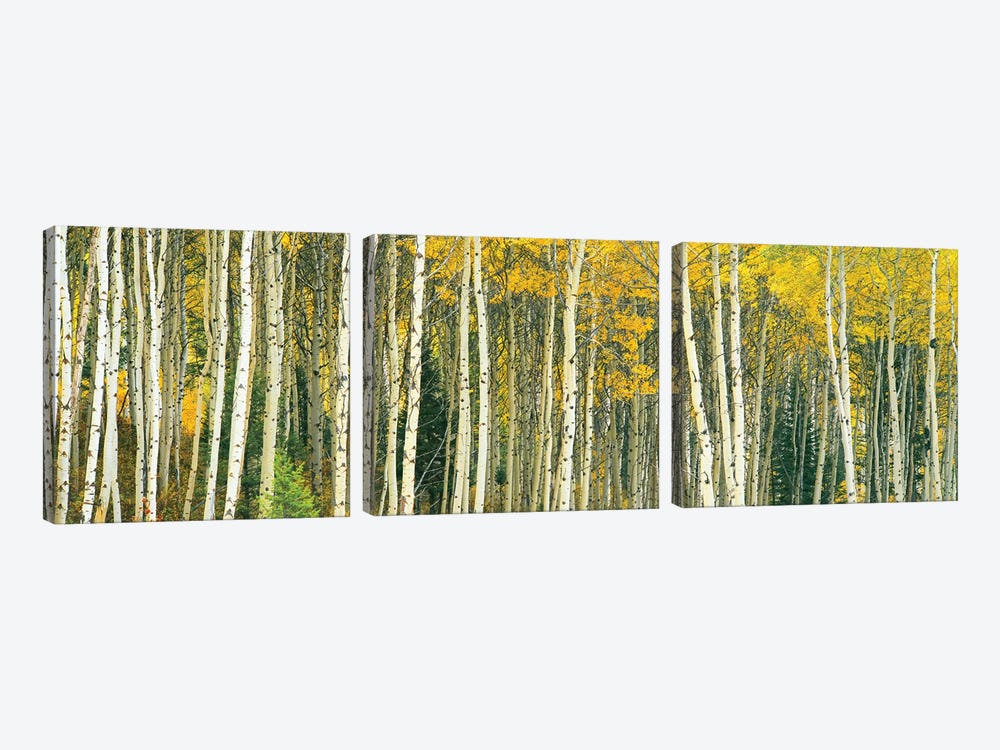 Dense of Aspen trees in a forest, Grand Teton National Park, Teton County, Wyoming, USA by Panoramic Images 3-piece Canvas Print