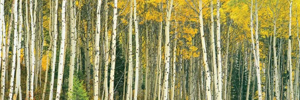 Wyoming: Dense of Aspen trees in a forest, Grand Teton National Park, Teton County, Wyoming, USA by Panoramic Images