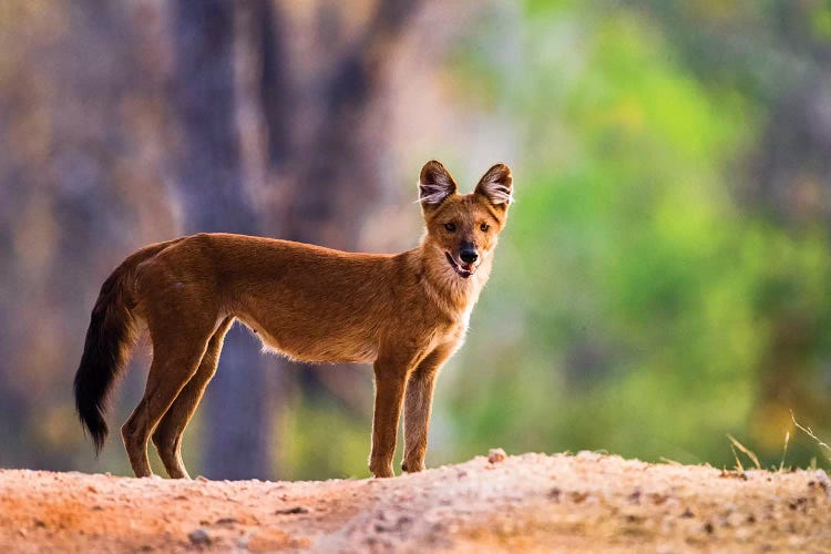 Dhole  standing and looking at camera, India