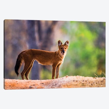 Dhole  standing and looking at camera, India Canvas Print #PIM15465} by Panoramic Images Canvas Art Print