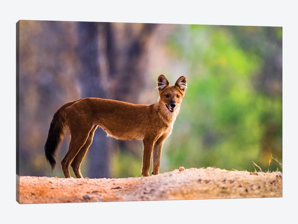 Dhole  standing and looking at camera, India by Panoramic Images 1-piece Canvas Artwork
