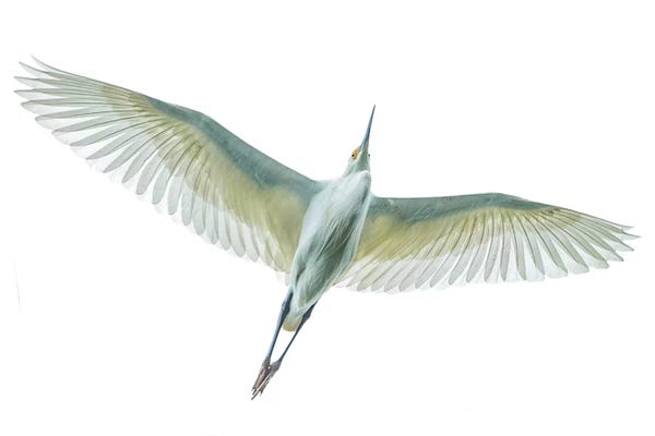 Madagascar: Dimorphic egret , Antananarivo, Madagascar by Panoramic Images