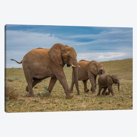 Elephants, Damaraland, Namibia, Africa Canvas Print #PIM15469} by Panoramic Images Canvas Wall Art